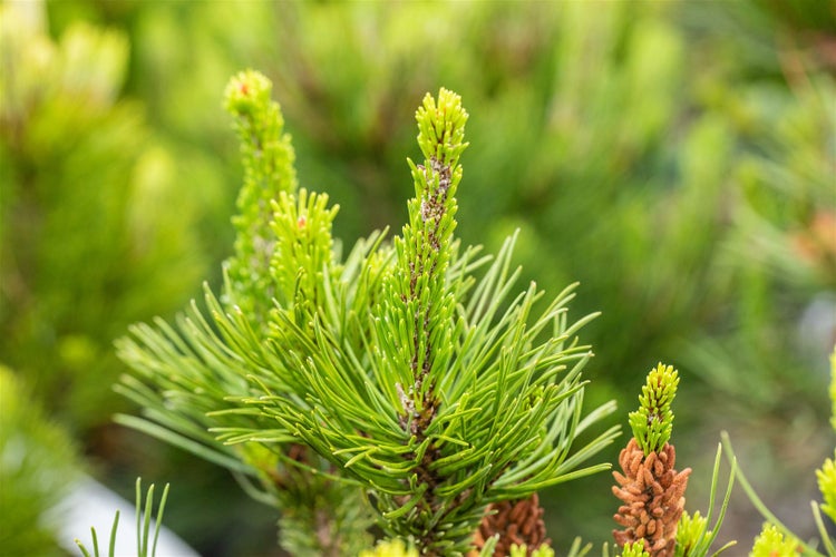 Pinus contorta, Küsten-Kiefer, 40–60 cm