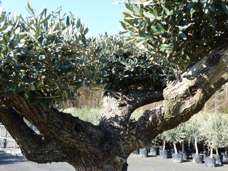 Olivenbaum Pon Pon 195 cm Bonsai Formgehölz, winterhart