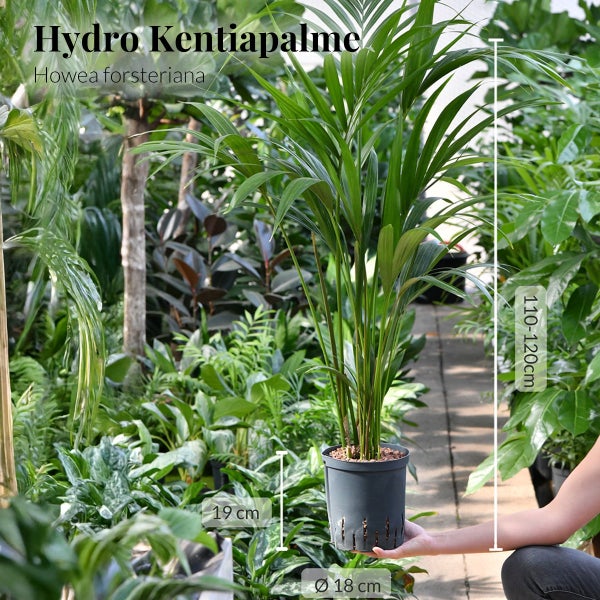Hydro Kentiapalme Howea forsteriana in einem Topf mit den Massen 110 bis 120 Zentimeter Höhe, 19 Zentimeter Topfhöhe und 18 Zentimeter Durchmesser