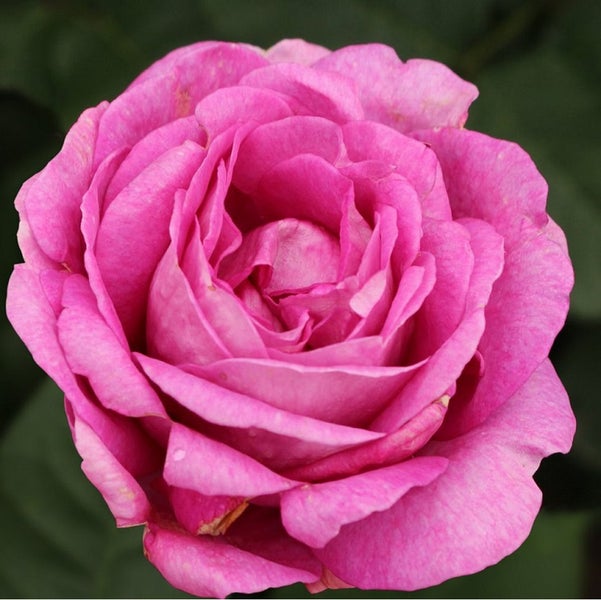 Nahaufnahme einer einzelnen, pinkfarbenen Rosenblüte.
