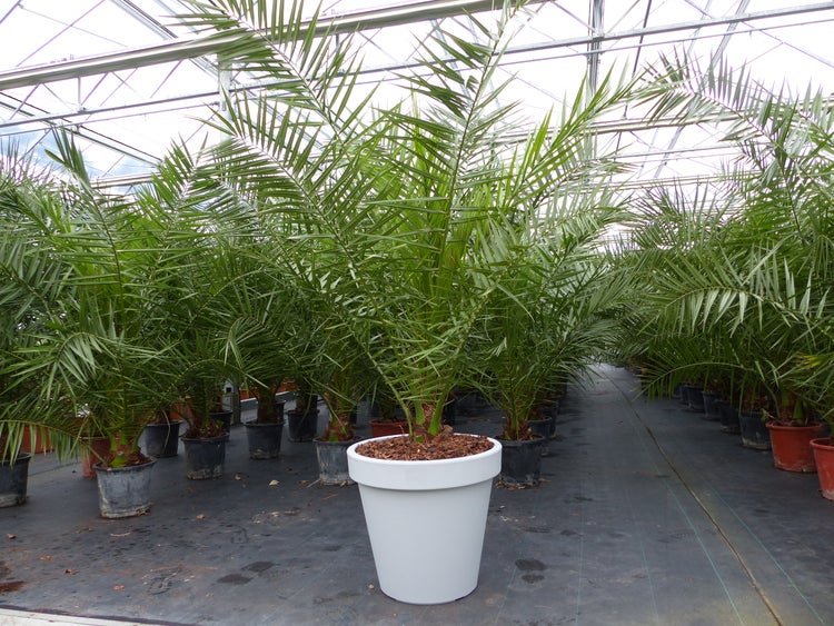 XXL Palme  inkl. Pflanzkübel, 220-230 cm Phoenix Canariensis Dattelpalme