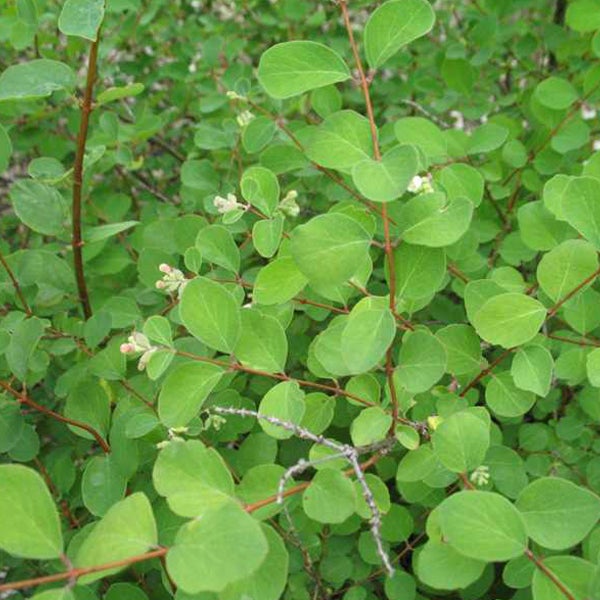 Nahaufnahme eines Zwerggehölzes mit grünen Blättern und kleinen Blüten