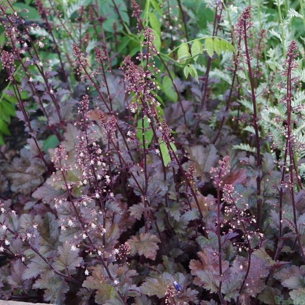 Purpurglöckchen mit Blüte im Gartenbeet
