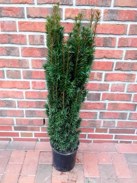 Taxus baccata Fastigiata, Säulen-Eibe, Höhe inkl. Topf: 140-150 cm