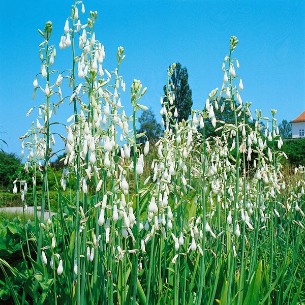 Galtonia candicans, Sommerhyazinthe, weiß, ca. 9x9 cm Topf