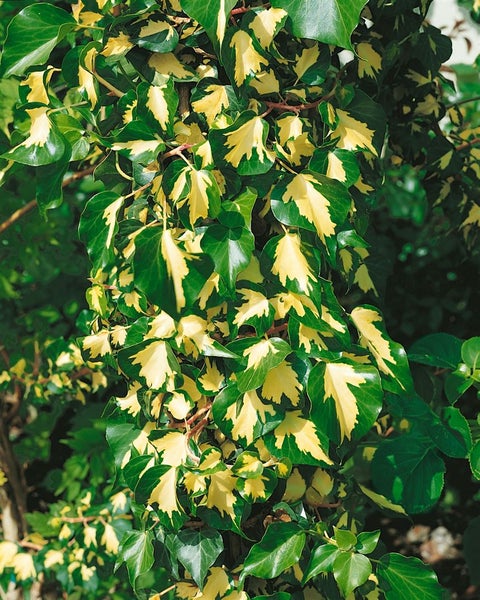 Hedera helix 'Goldheart', Efeu, gelb-grün, 100–150 cm