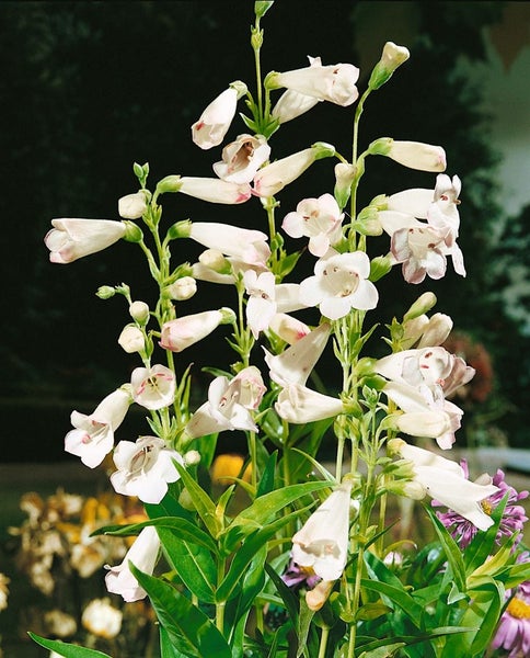 Penstemon x cult. 'White Bedder', Bartfaden, weiß, ca. 11x11 cm Topf
