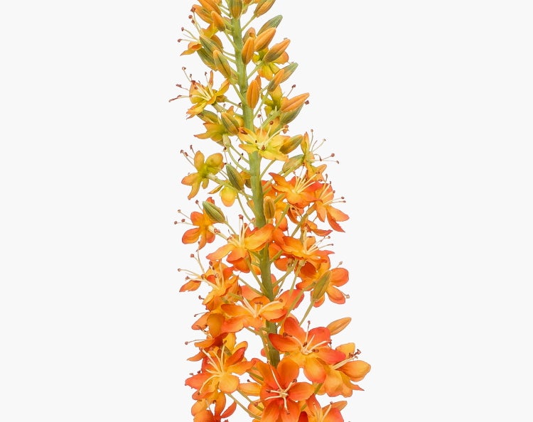 Bulbine frutescens orange, Blütenstiel mit sternförmigen Einzelblüten und Knospen.