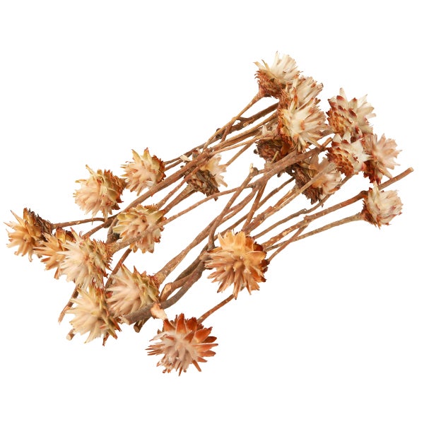 Büschel getrockneter Strohblumen