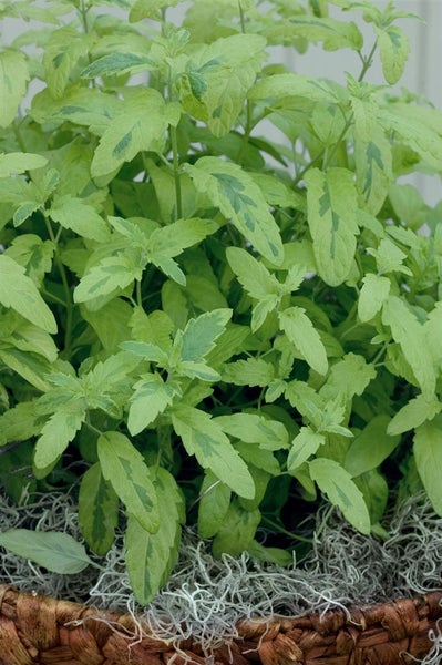 Caryopteris clandonensis 'Summer Sorbet', Bartblume, buntlaubig, 40–60 cm