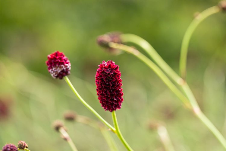 Sanguisorba officinalis 'Pink Tanna', Wiesenknopf, rosa, ca. 9x9 cm Topf