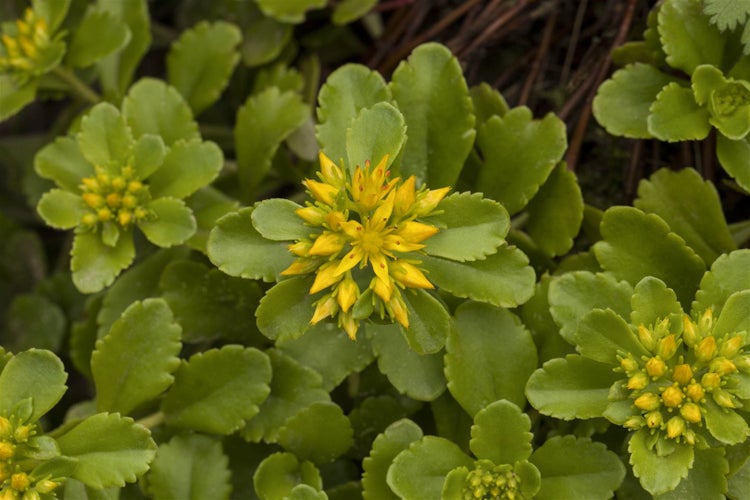 Sedum floriferum 'Weihenstephaner Gold', Fetthenne, gelb, ca. 9x9 cm Topf