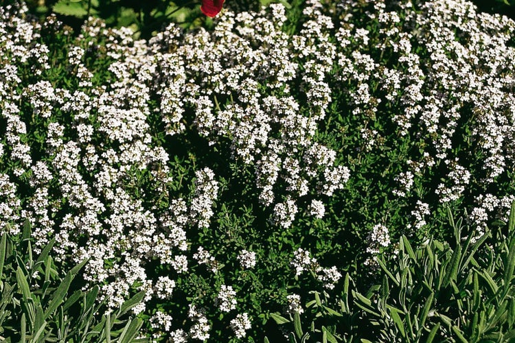 Blühender Thymian mit zahlreichen kleinen weißen Blüten und grünen Blättern im Garten.