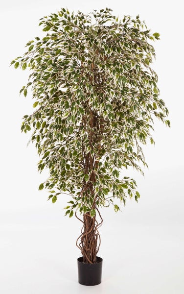 Künstliche Birkenfeige Ficus mit weiß-grünen Blättern und Naturstamm im schwarzen Kunststofftopf.