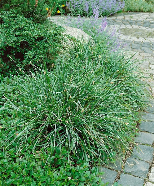Sesleria caerulea, Blaugras, ca. 9x9 cm Topf