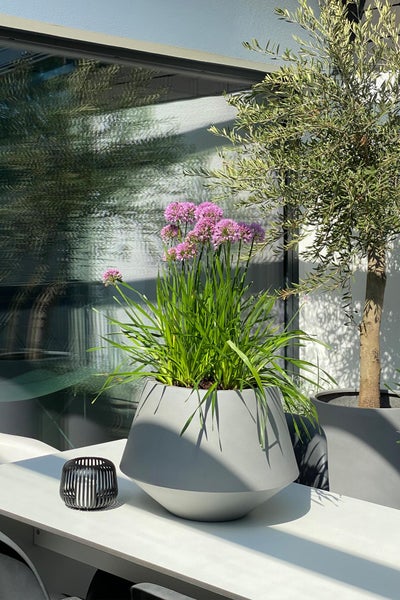 Moderner Terrassenbereich mit grauem Pflanzkübel auf weißem Tisch, bepflanzt mit Allium-Blüten, neben einem Olivenbaum in hellem Ambiente.