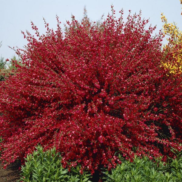 Ginsterpflanze mit roten Blüten