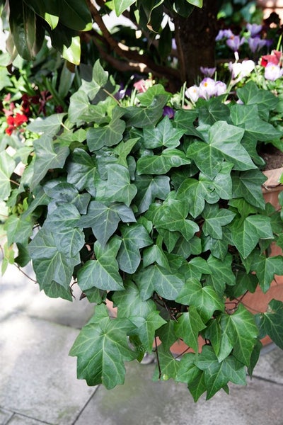 Hedera colchica, Persischer Efeu, 60–100 cm