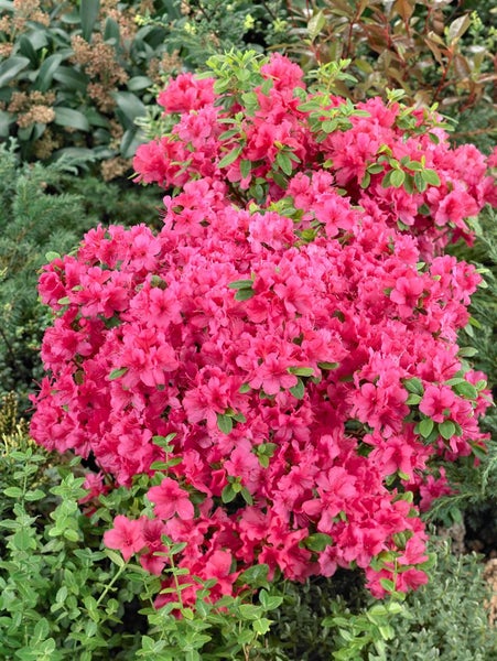 Rhododendron obtusum 'Änne', Azalee, rosa Blüten, 20–25 cm