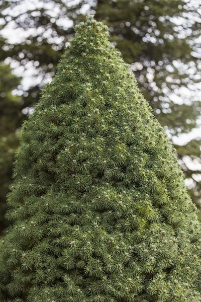 Picea glauca 'Blue Wonder', Zuckerhutfichte, blaugrün, 20–25 cm
