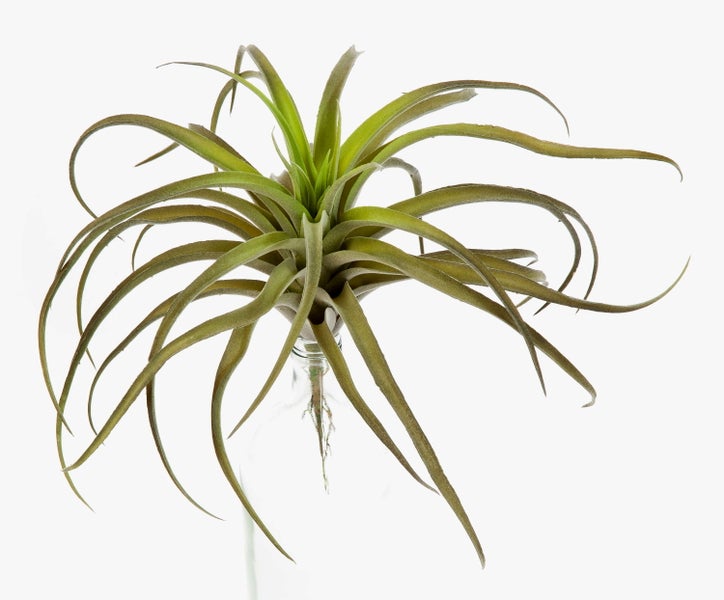 Grüne Tillandsie Luftpflanze mit langen, dünnen und gebogenen Blättern.