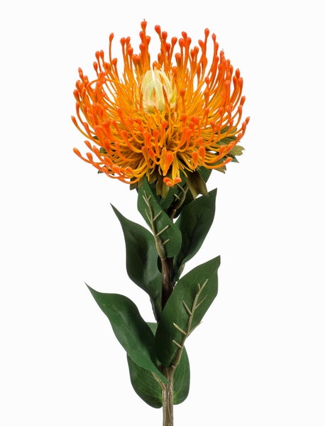 Künstliche Nadelkissen-Protea Leucospermum mit orangefarbenen Blüten und grünen Blättern.