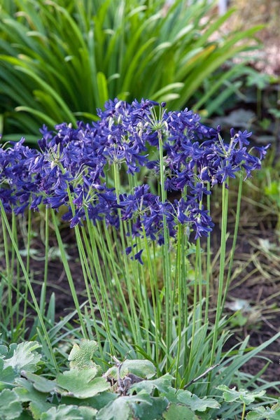 Agapanthus 'Northern Star', Schmucklilie, tiefblau, 2-3 Liter Container