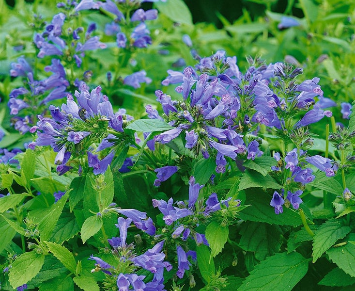 Nepeta subsessilis, Katzenminze, blauviolett, ca. 9x9 cm Topf