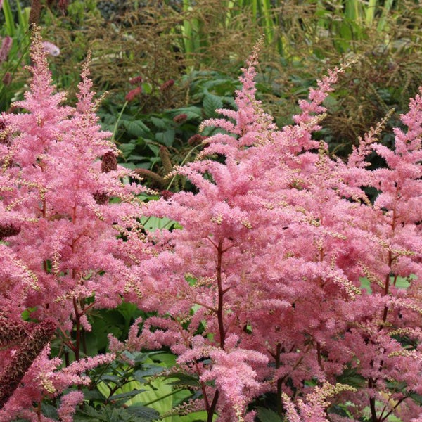Astilben mit fedrigen Blütenständen im Garten.