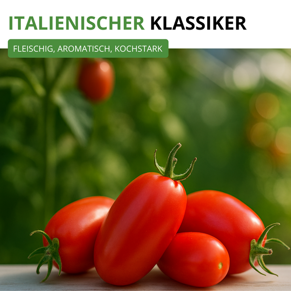 Ovale Eiertomaten vom Typ Roma für den Anbau im Garten, italienischer Klassiker, fleischig, aromatisch und kochstark.