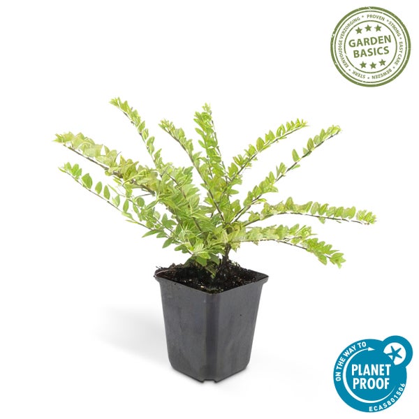 Kleine buschige Pflanze mit hellgrünen Blättern im schwarzen Topf. Siegel Garden Basics für einfache Pflege und Zertifizierung Planet Proof.