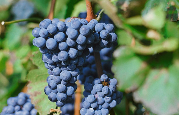 Vitis vinifera 'Regent', Weinrebe, 80–100 cm