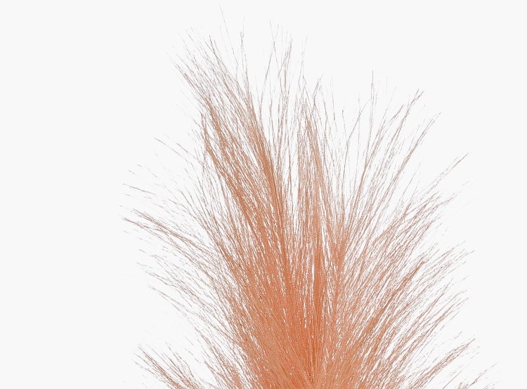 Pachira aquatica Glückskastanie mit geflochtenem Stamm und grünen Blättern im schwarzen Topf.