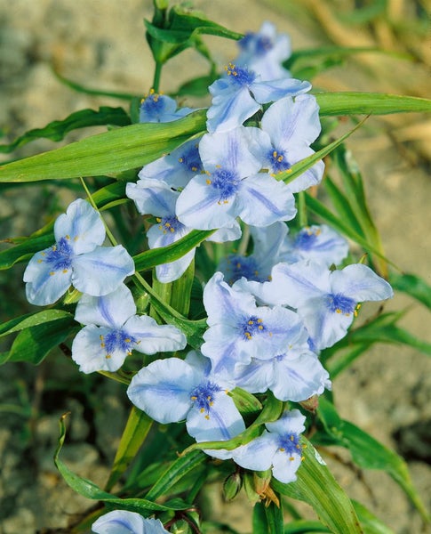 Tradescantia x andersoniana 'Osprey', weiß, ca. 9x9 cm Topf
