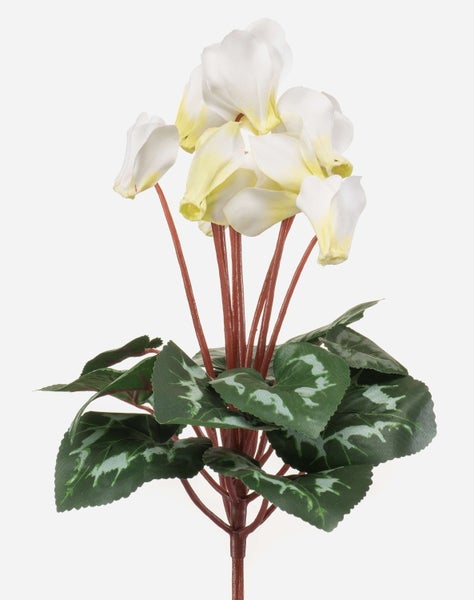 Künstliches Alpenveilchen mit weißen Blüten und gemusterten grünen Blättern.