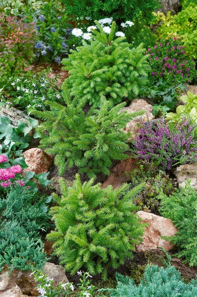 Gartenlandschaft mit verschiedenen Pflanzen und Steinen