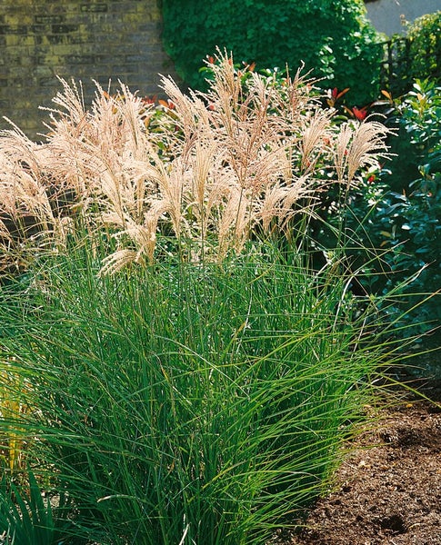 Chinaschilf im Gartenbeet