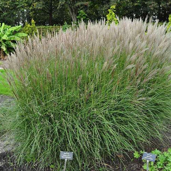 Chinaschilf im Garten