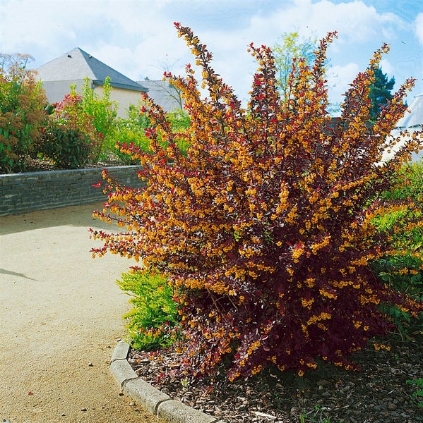 Berberis thunbergii 'Atropurpurea', Blutberberitze, purpurrot, 40–60 cm