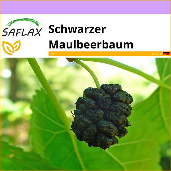 SAFLAX  - Schwarzer Maulbeerbaum - Morus nigra - 200 Samen