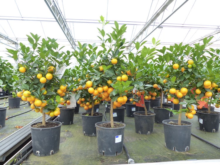 Calamondin Stamm Busch Orange Citrus Mitis 70 - 80 cm Orangenbaum Calamondino Kalamansi