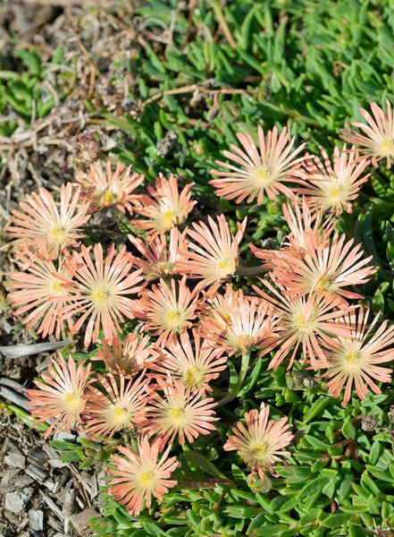 Delosperma sutherlandii, Mittagsblume, rosa Blüten, ca. 9x9 cm Topf