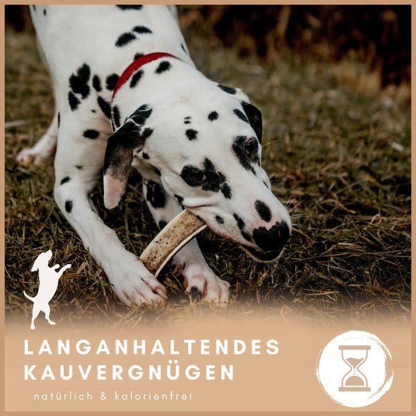 Dalmatiner Hund mit Kauartikel für langanhaltenden Kauspaß