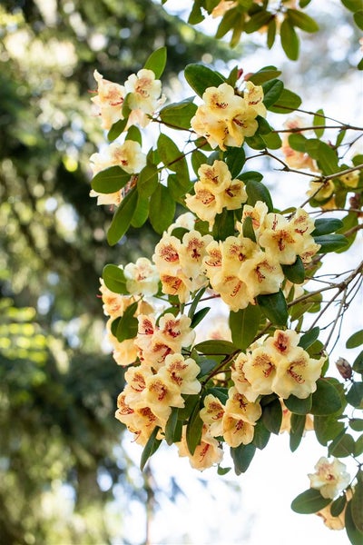 Nahaufnahme eines Rhododendronstrauchs mit gelben Blüten