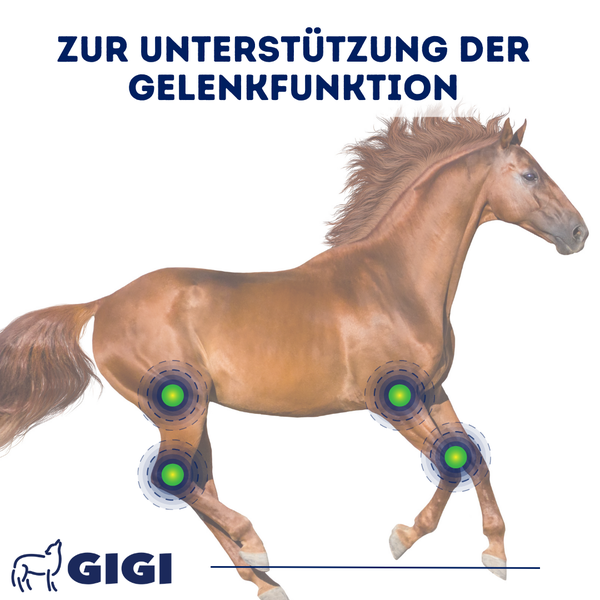 Pferd zur Unterstützung der Gelenkfunktion
