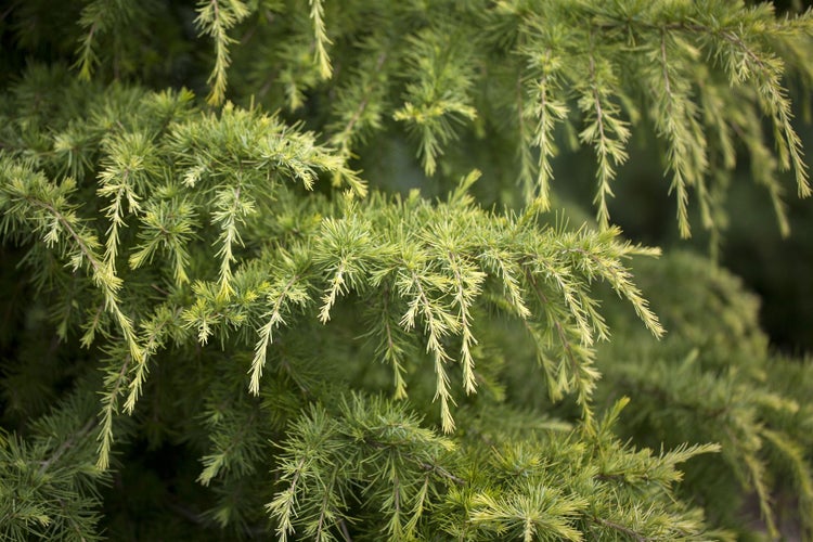 Cedrus deodara 'Golden Horizon', Himalaya-Zeder, goldgelb, 60–70 cm