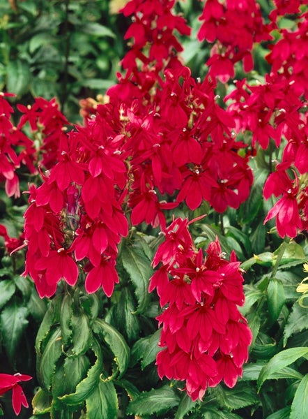 Lobelia x speciosa 'Fan Burgundy', burgunderrot, ca. 9x9 cm Topf