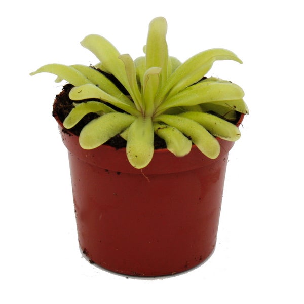 Fleischfressende Pflanze - Zierliches Fettkraut - Pinguicula Anna - 9cm Topf