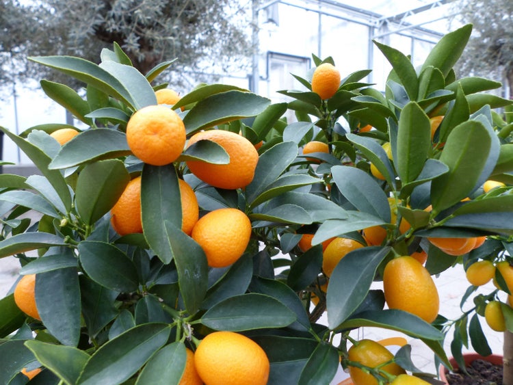 Kumquat Zwergorange Fortunella margarita Citrus Zitrus 60 - 80 cm Zitruspflanze Baum Pflanze