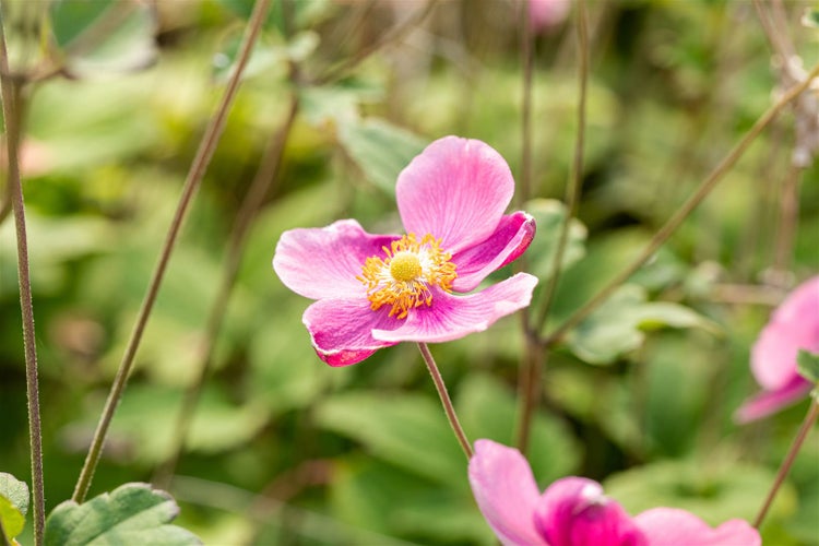 Anemone hupehensis 'Praecox', Herbst-Anemone, rosa, ca. 9x9 cm Topf